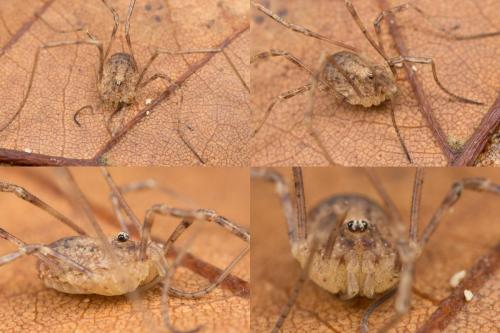 Oligolophinae